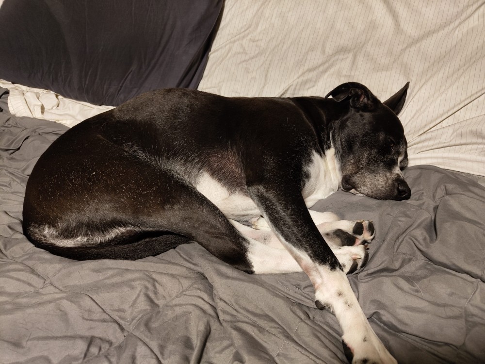 A dog sleeping on a bed