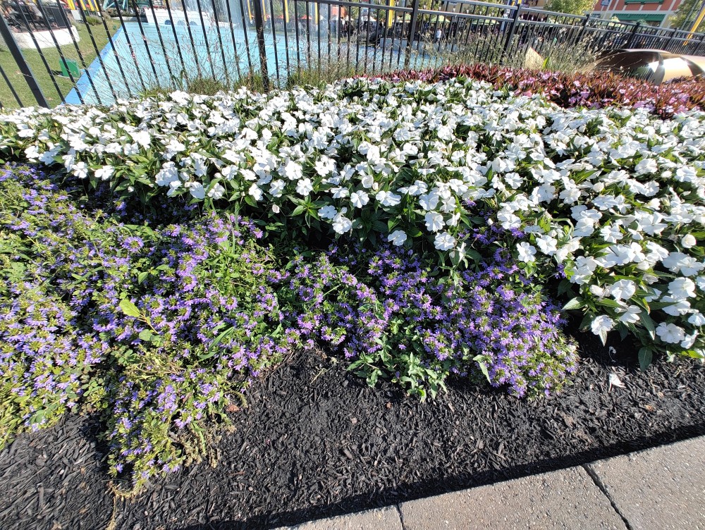 A garden full of white flowers