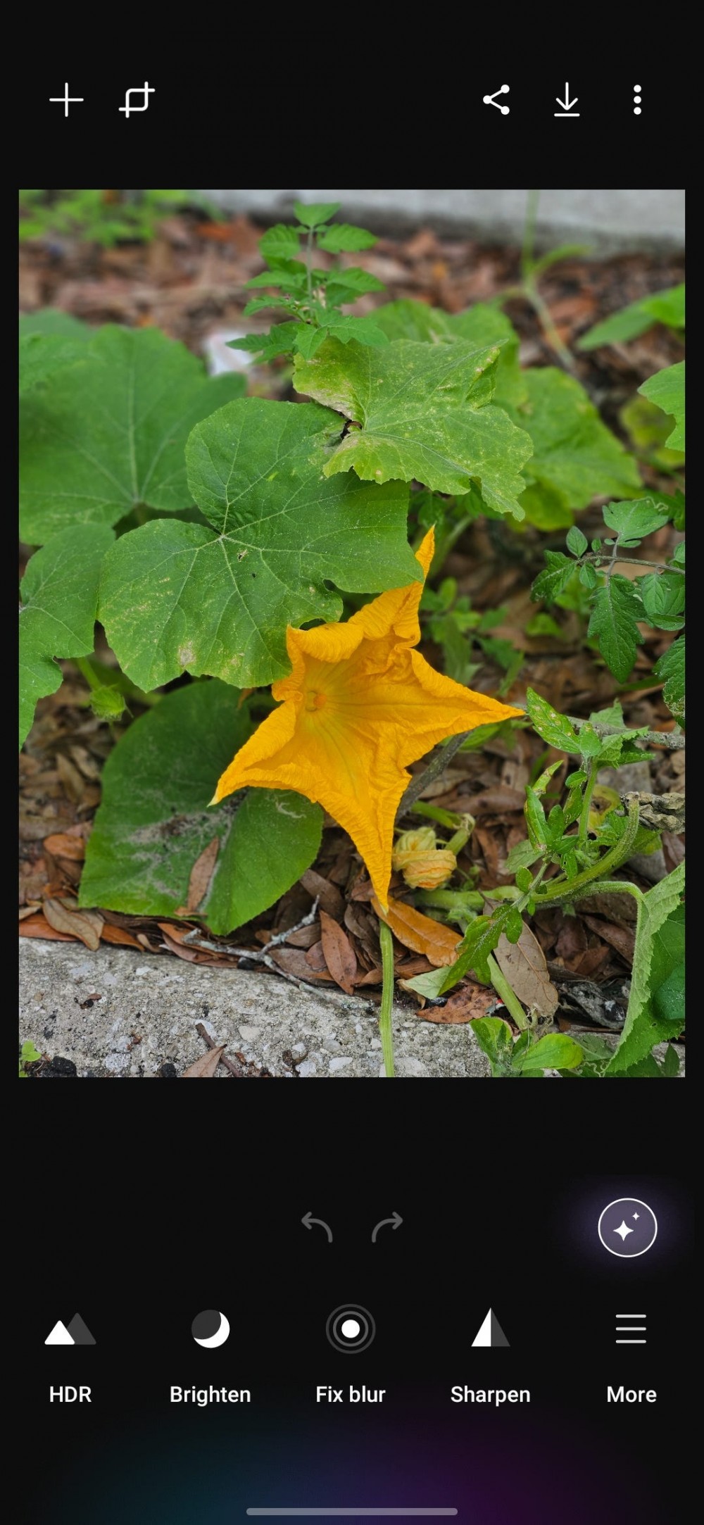 Editing a photo of a pumpkin flower in Galaxy Enhance X.