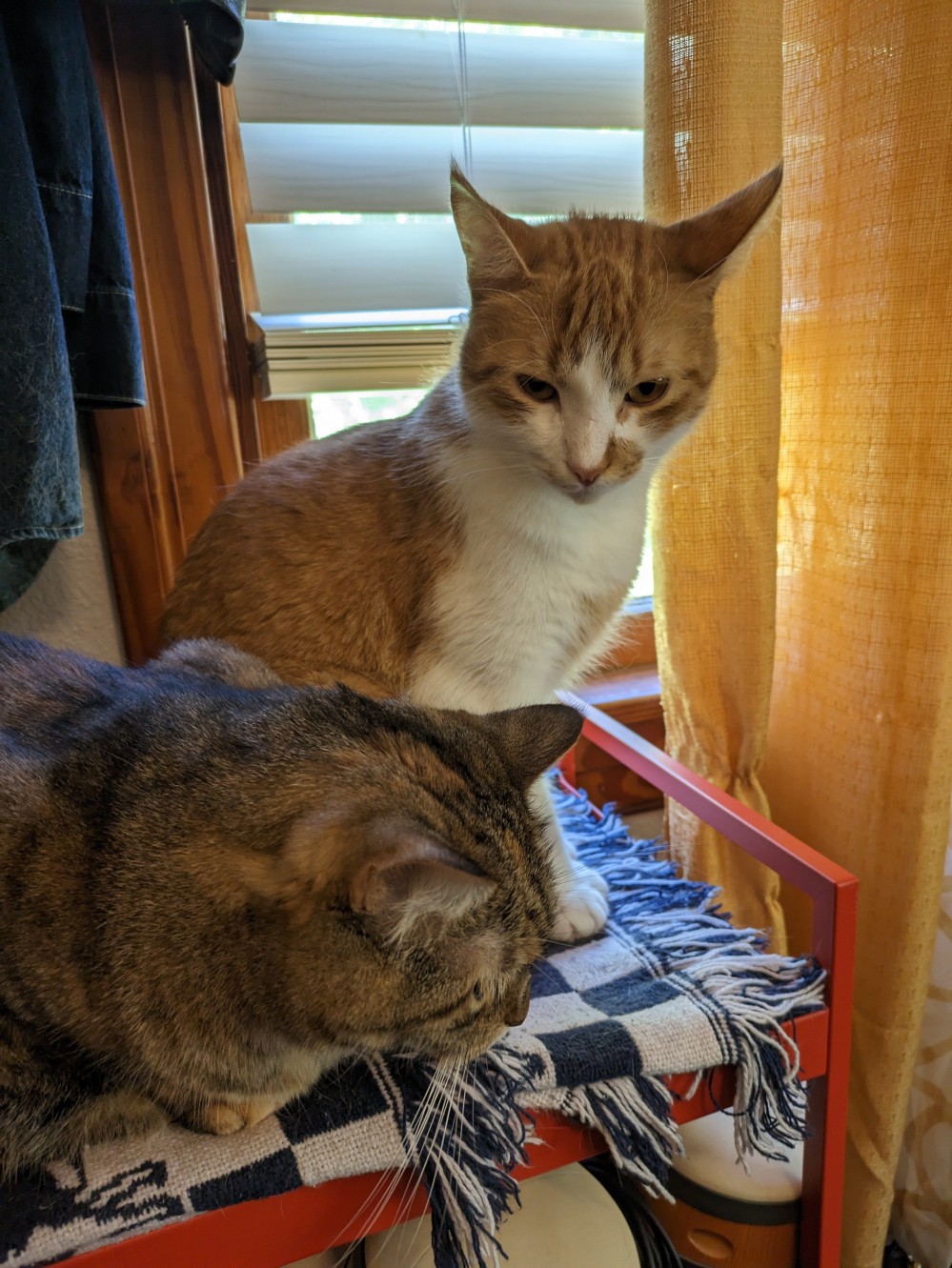 Two cats together indoors.