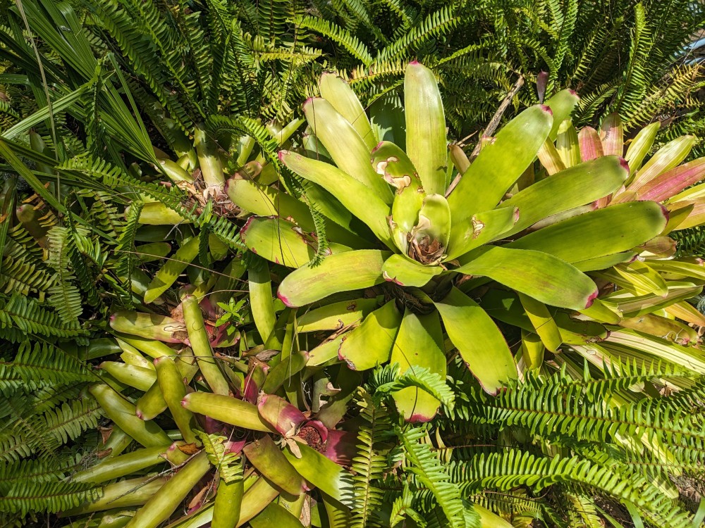 Photo of a bunch of plants.