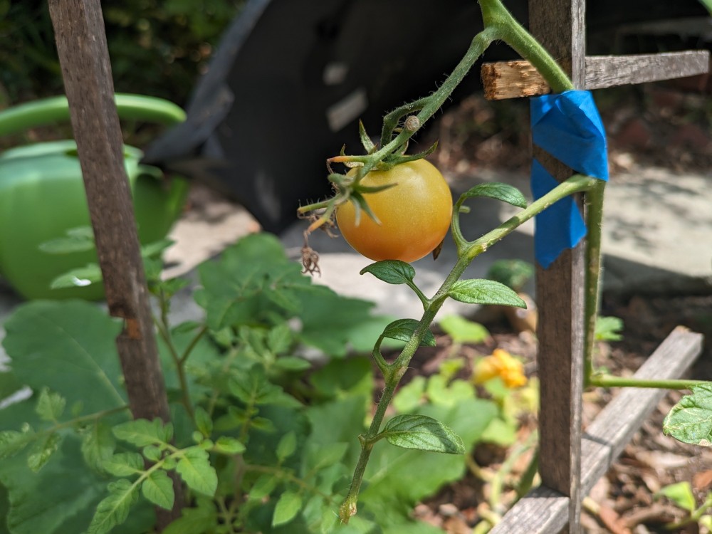 Photo of tomato growing on vine.