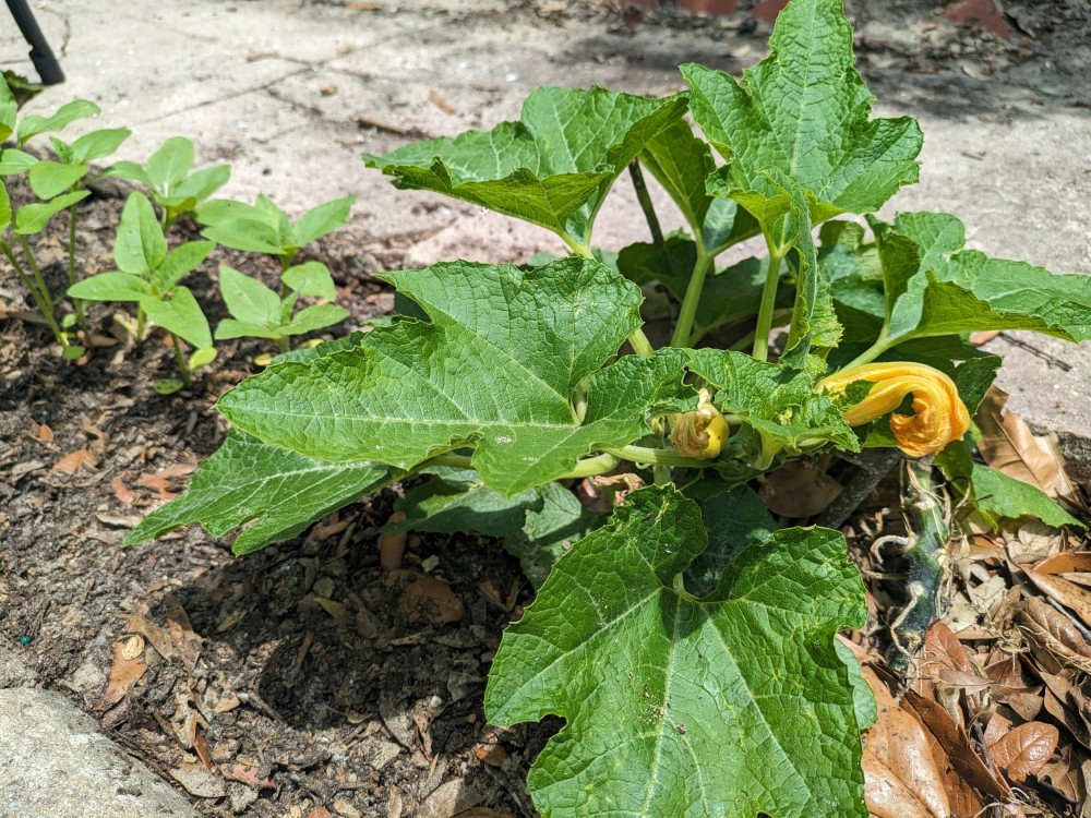 Pumpkin plant growing.