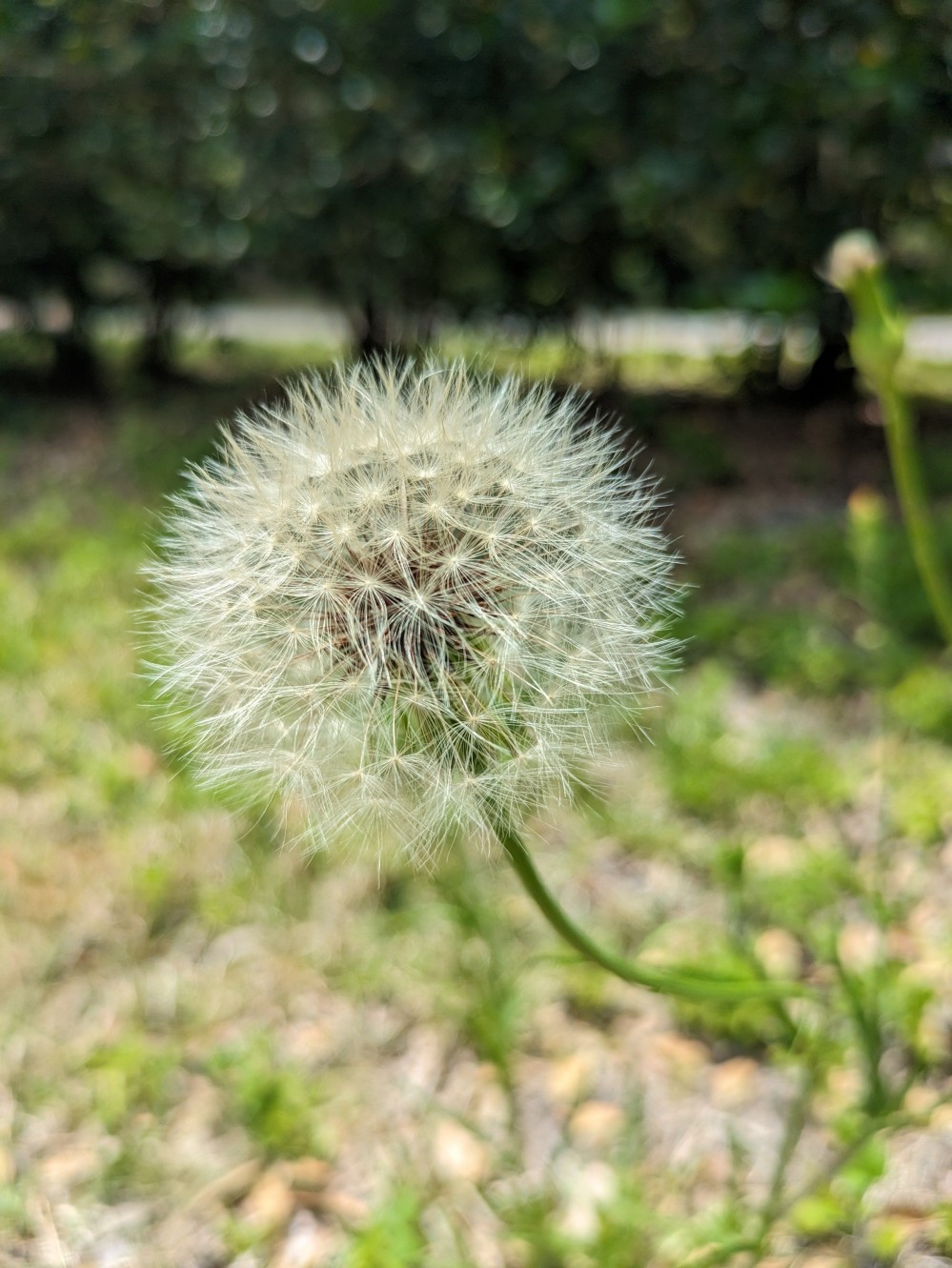 Photo of a dandelion.