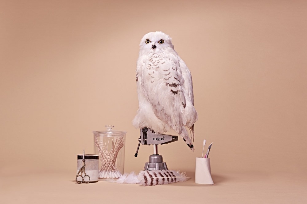 white owl in progress with taxidermy tools