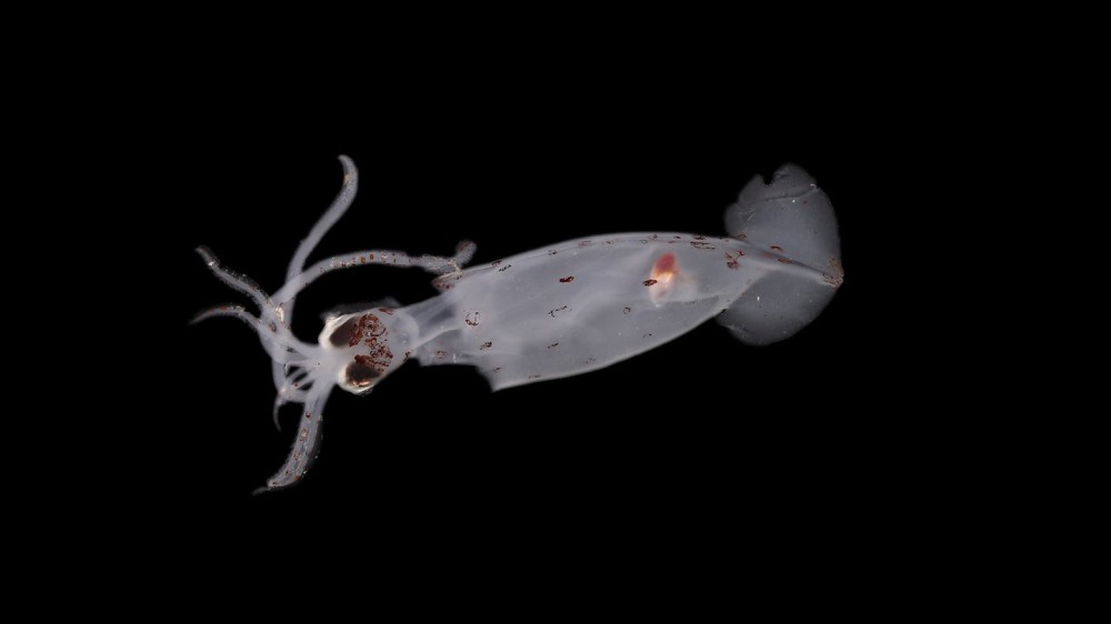 New squid alert! 100+ species discovered off the coast of New Zealand