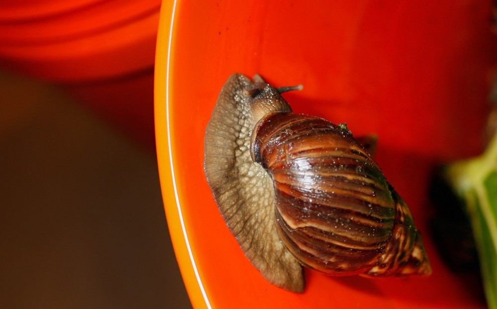 Invasive snails are chomping through Florida, and no one can stop them