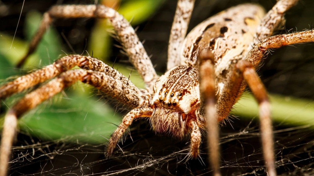 Spider conversations decoded with the help of machine learning and contact microphones