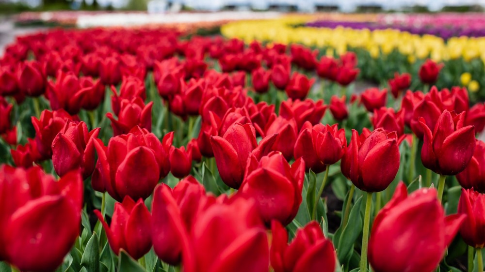 Autonomous robots help farmers prepare for world’s largest tulip bloom