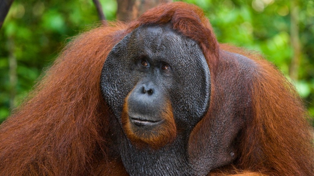 Orangutan observed using a plant to treat an open wound